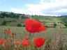 Le printemps en Beaujolais.JPG - 